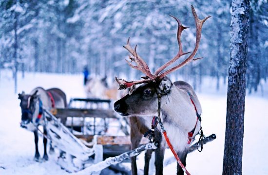 Aventure hivernale en Laponie finlandaise