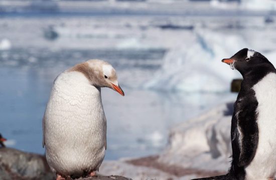 Antarctic Explorer - Antarctic Peninsula