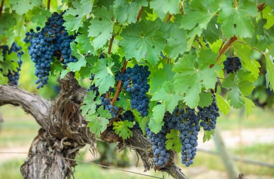 Spain & Wine Roads - Rioja & Ribera del Duero, Self-Drive